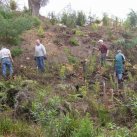 Planting. June 2004. Cambridge Tree Trust